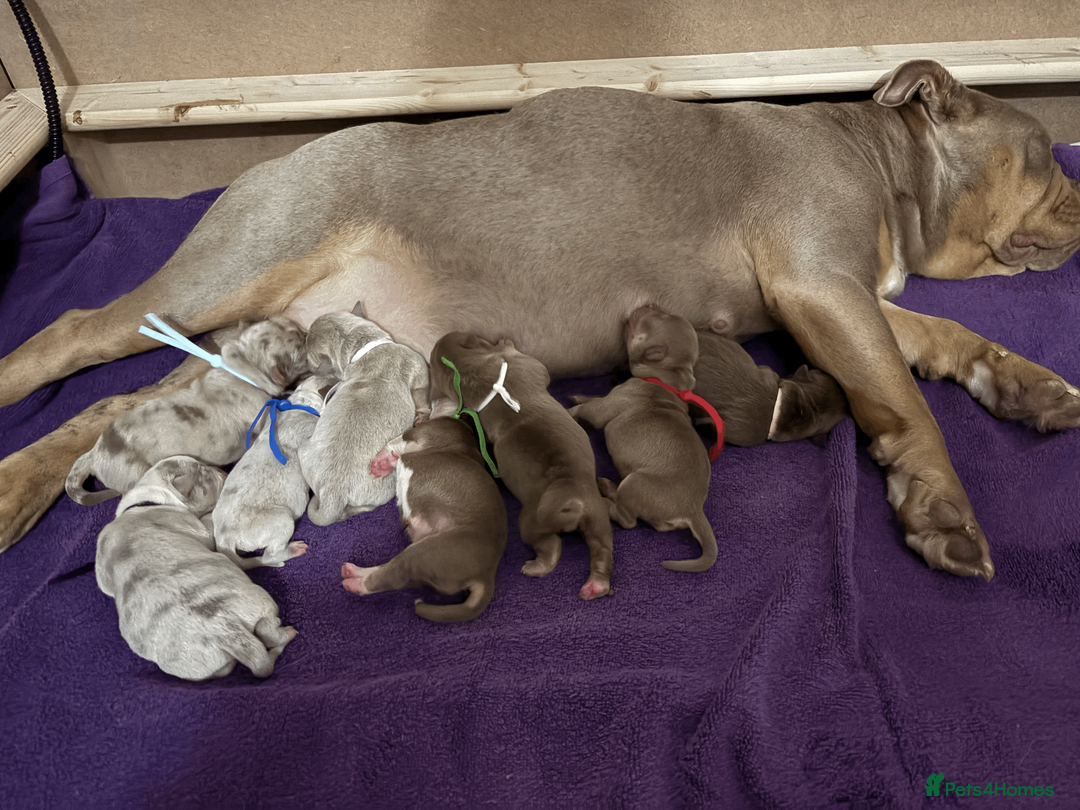 Old Tyme Bulldog dogs for sale: Olde English Fluffy bulldog puppies - Advert 6