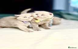 Scottish Fold cats for sale: Scottish fold - Image 8