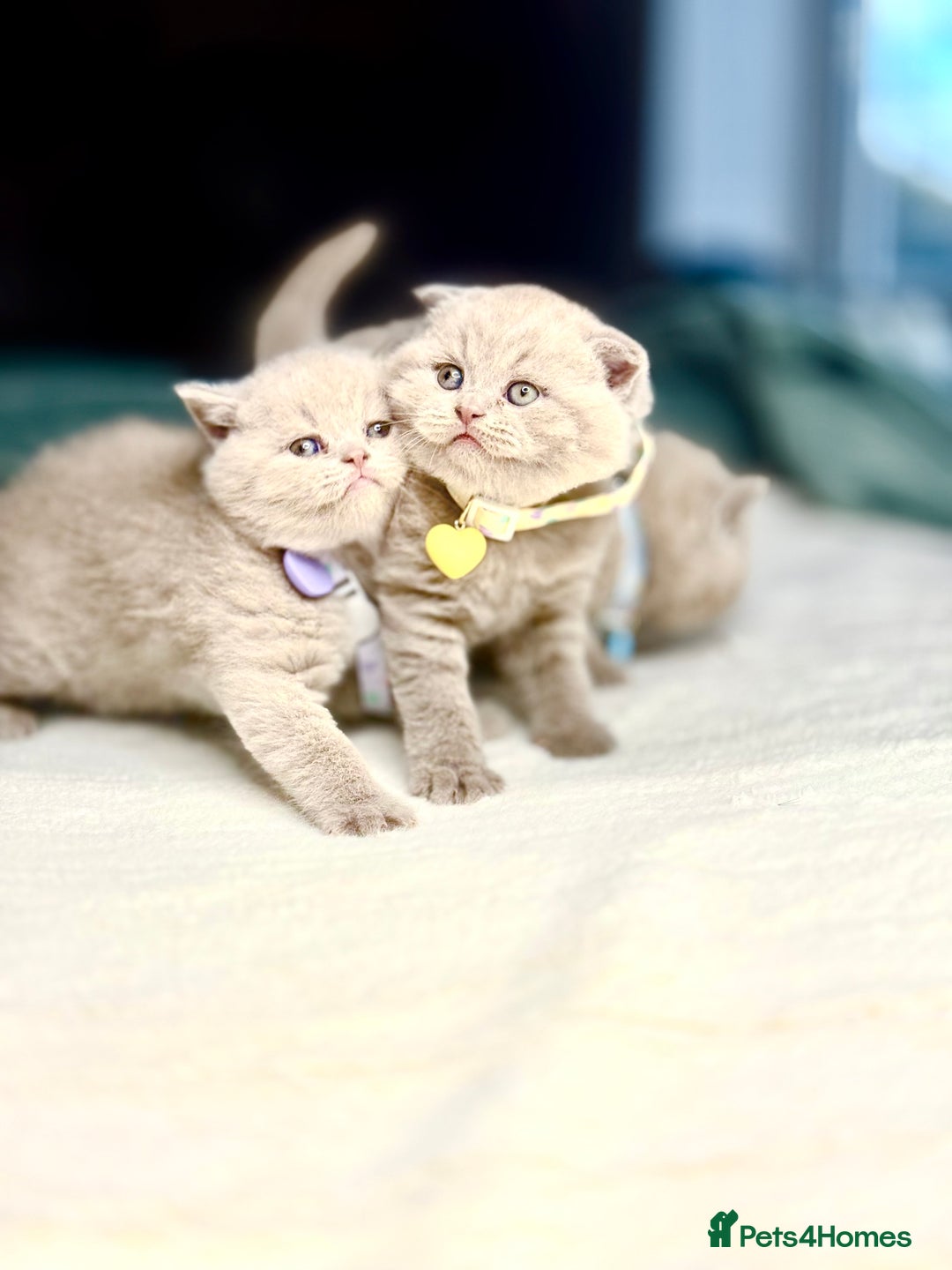 Scottish Fold cats for sale: Scottish fold - Image 8