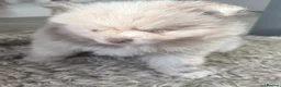 Pomeranian dogs for sale: White, Lilac, Merle Female Pomeranian  - Advert 14