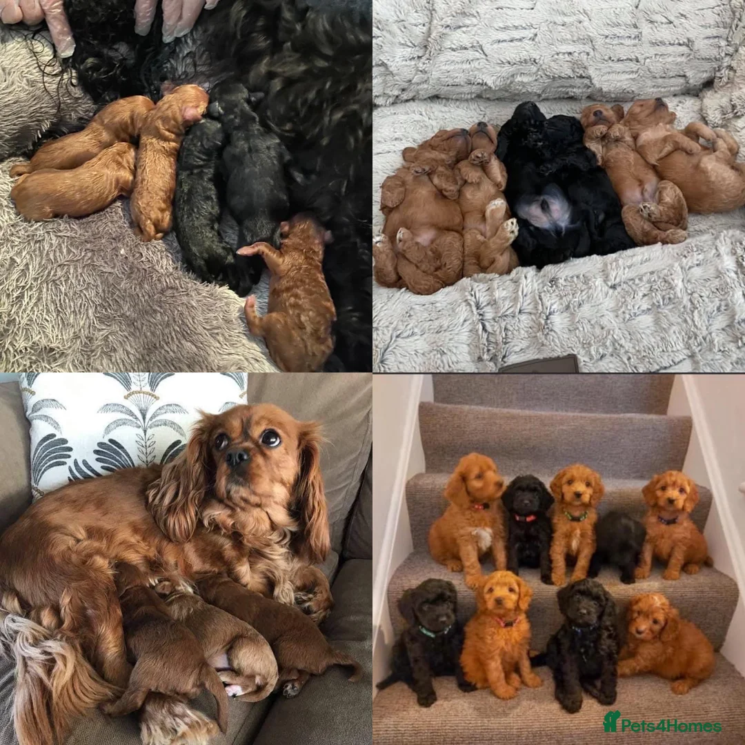 Poochon dogs for stud: KC RED TOY POODLE STUD - Advert 6