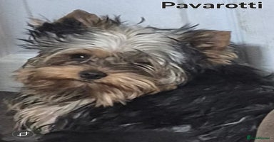 Yorkshire Terrier dogs - Advert 16