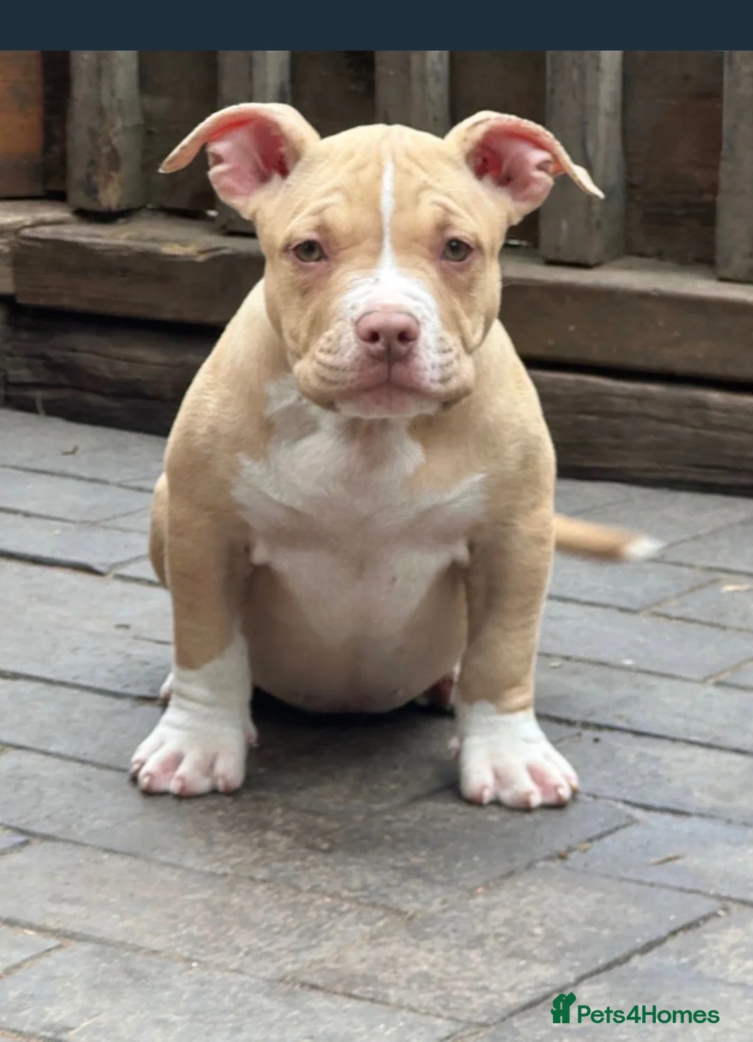 American Bully dogs for sale: American  bully puppies - Advert 1
