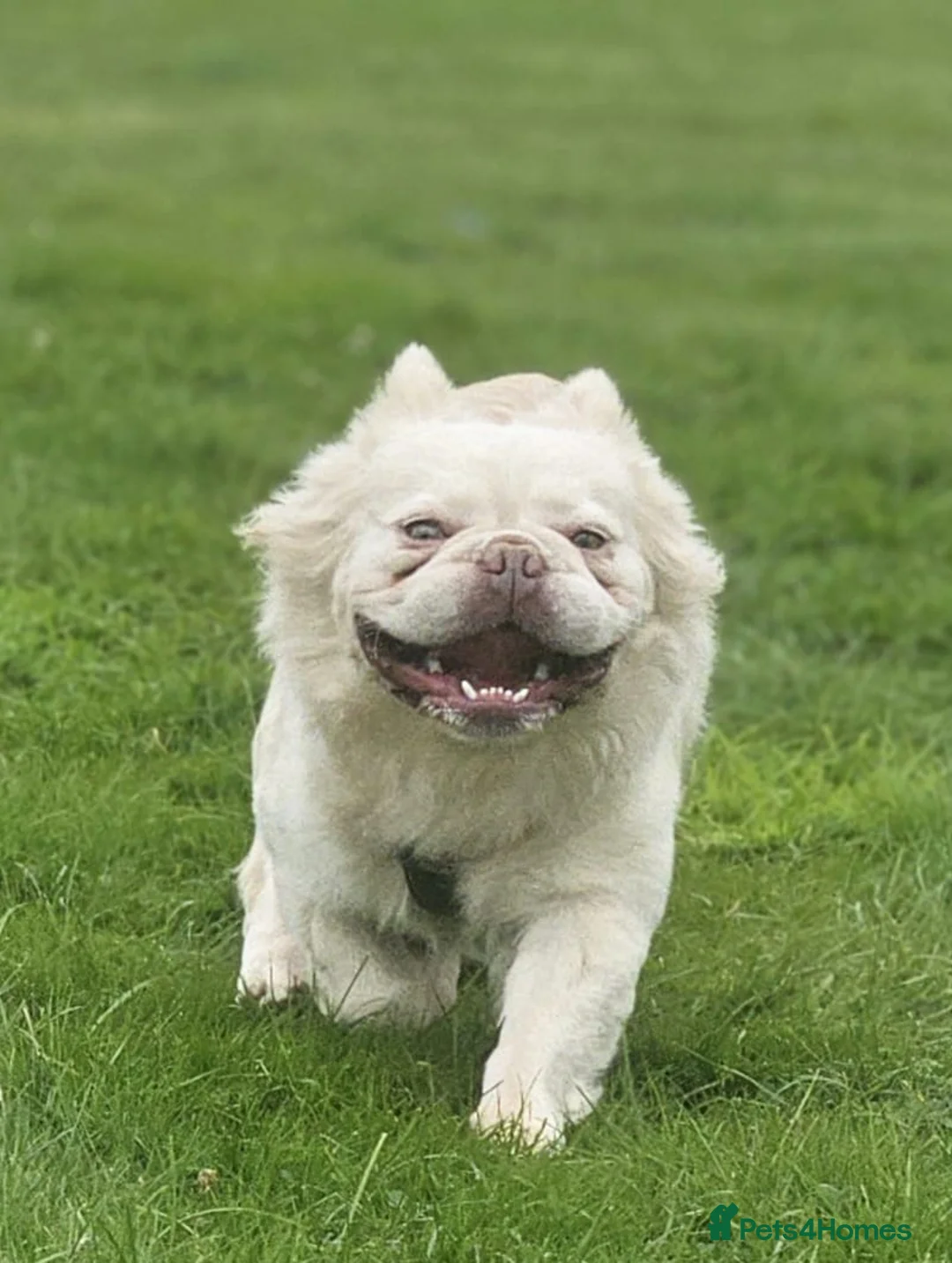 French Bulldog dogs for stud: Gizmo for stud in Birmingham - Advert 4