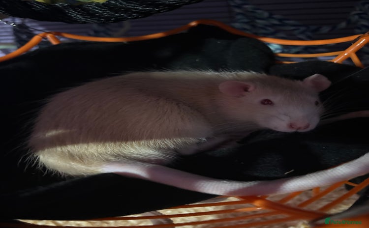 Rat rodents - Advert 2
