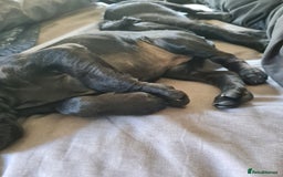 Mixed Breed dogs for sale: Beautiful litter of spaniel Cross  - Image 22