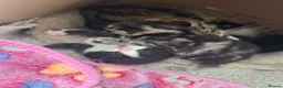 Mixed Breed cats for sale: Beautiful kittens  in Woking - Advert 21