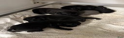 Staffordshire Bull Terrier dogs for sale: Staffordshire bull terrier puppies kc papered - Advert 3