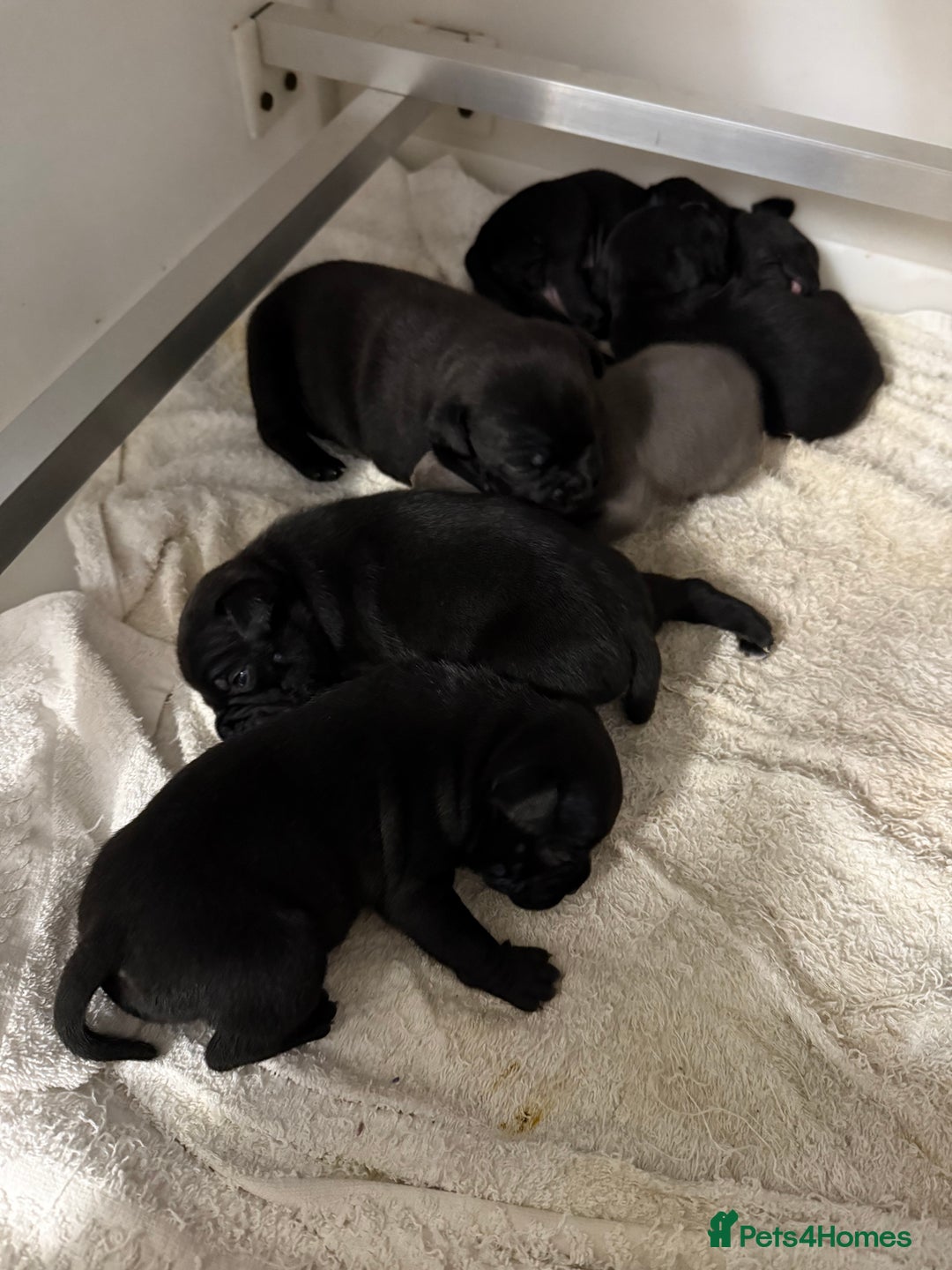 Staffordshire Bull Terrier dogs for sale: Staffordshire bull terrier puppies kc papered - Advert 3