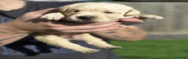 Waffle