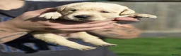 Labrador Retriever dogs for sale: Labrador  - Advert 16