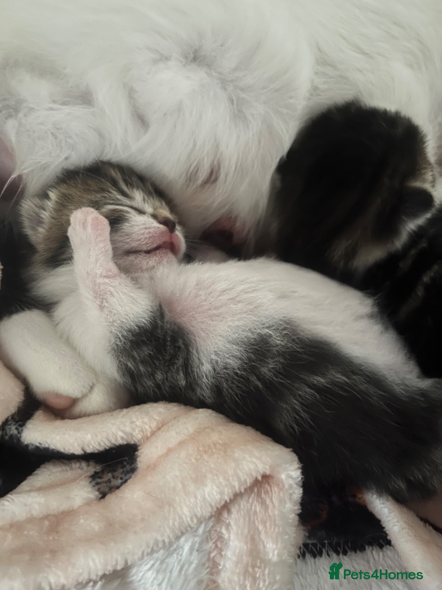 Mixed Breed cats STUNNING BENGAL MIX KITTENS DUE IN AUGUST  - Advert 3