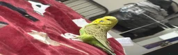 Budgerigars birds for sale: Male green budgie  in Doncaster - Advert 7