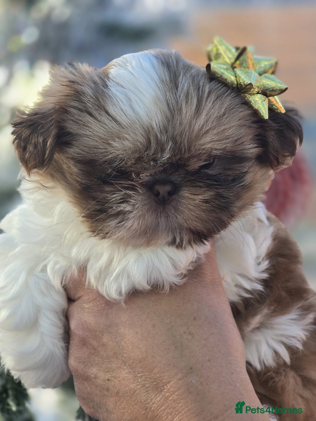 Shih Tzu dogs for sale: Only 1 Doll face shih tzu parti colour puppy’s  - Advert 29