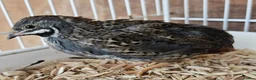 Quail poultry for sale: Chinese Painted Button Quail Groups  - Advert 10