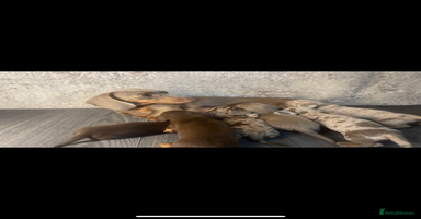 Miniature Dachshund dogs - Advert 2