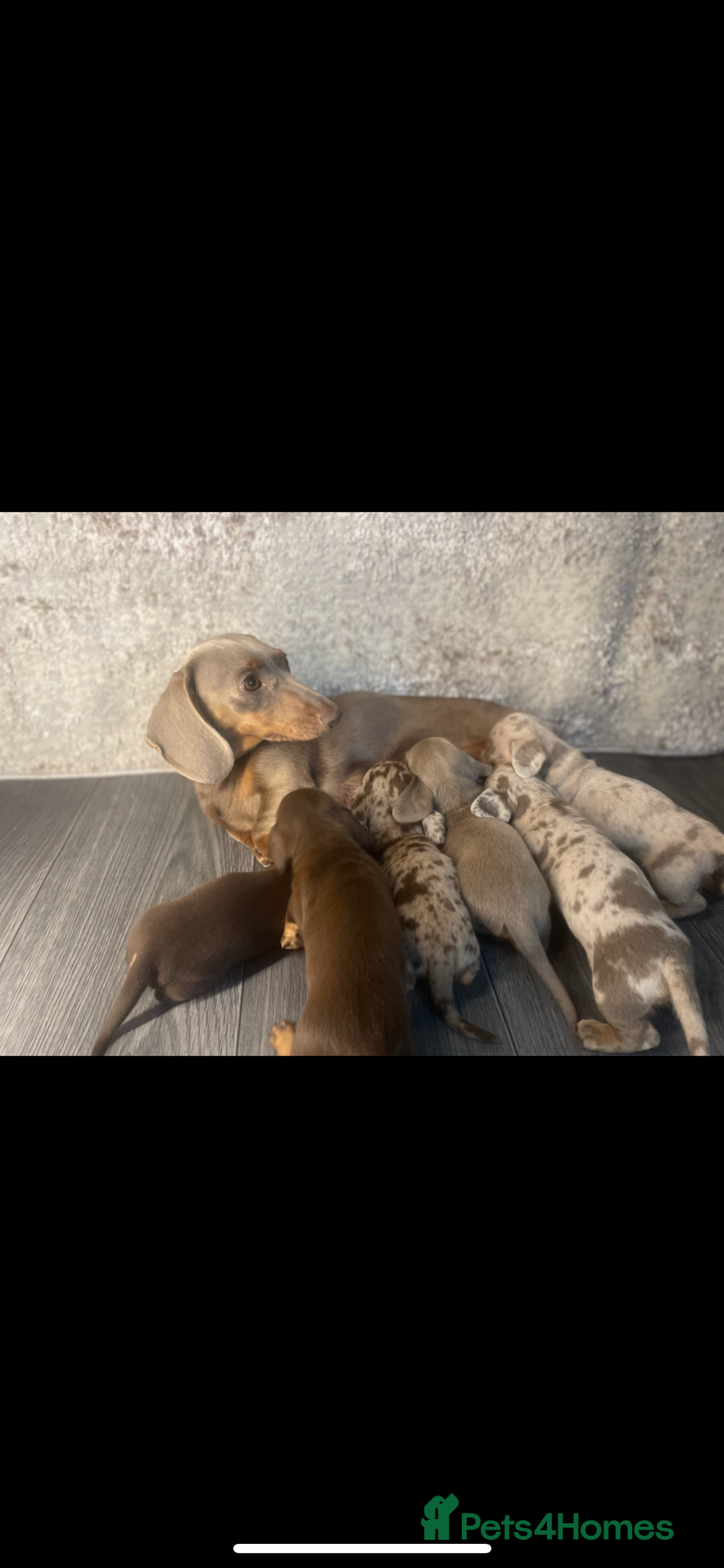 Miniature Dachshund dogs for sale: KC Registered Miniature Dachshund - 2 Boys Left! - Image 3
