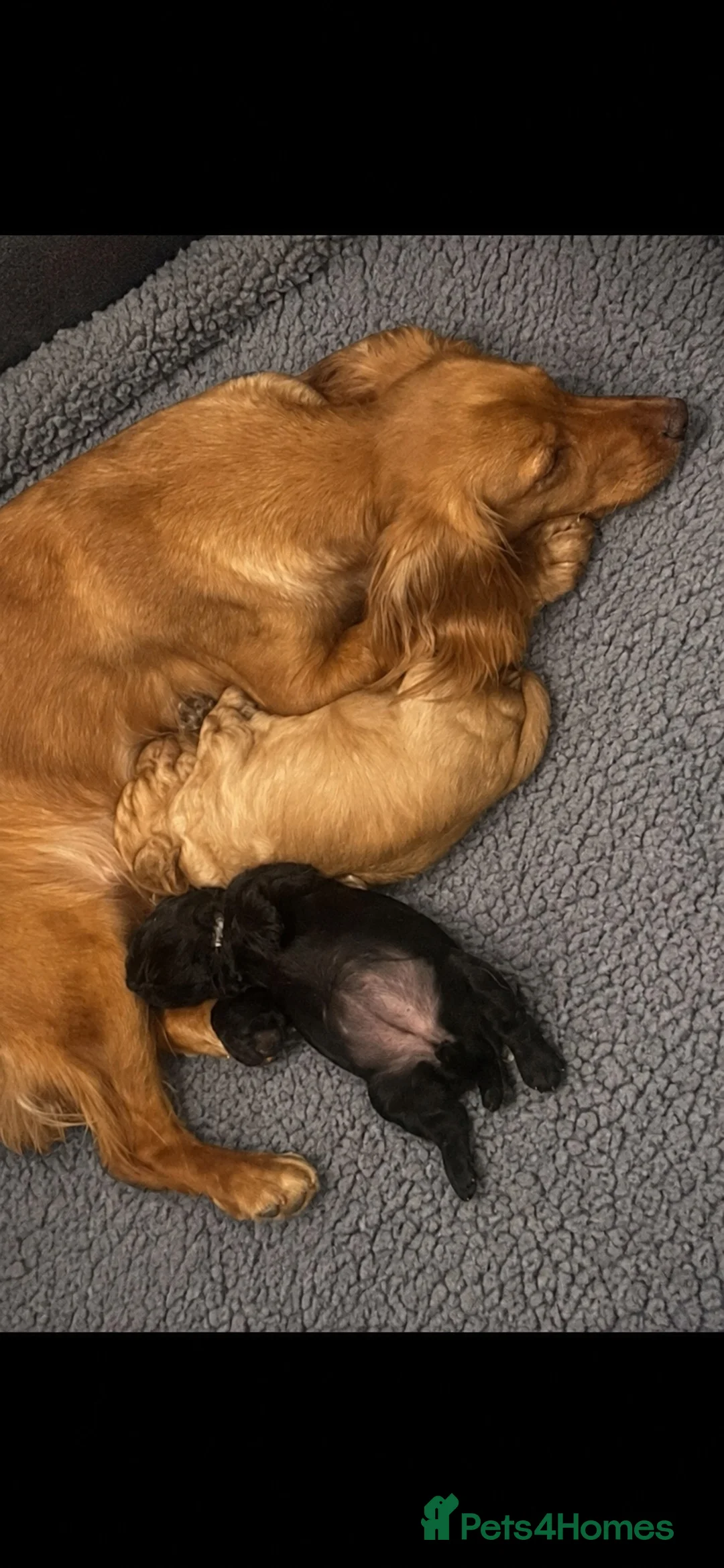 Cocker Spaniel dogs for sale: 5⭐️ COCKER SPANIEL PUPPIES KC Reg VET Checked - Advert 7