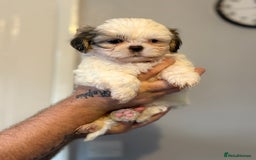 Shih Tzu dogs for sale: 4 Shih tzu girls  - Image 25