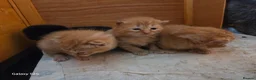Mixed Breed cats for sale: 3 ginger kittens - Advert 10