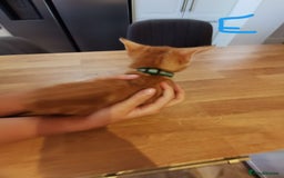 Mixed Breed cats for sale: Beautiful kittens ready now - Image 3