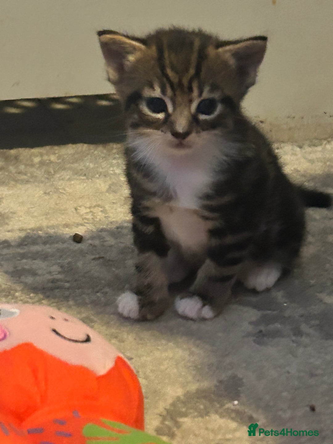 Mixed Breed cats for sale: Bengal x Bombay - Image 8