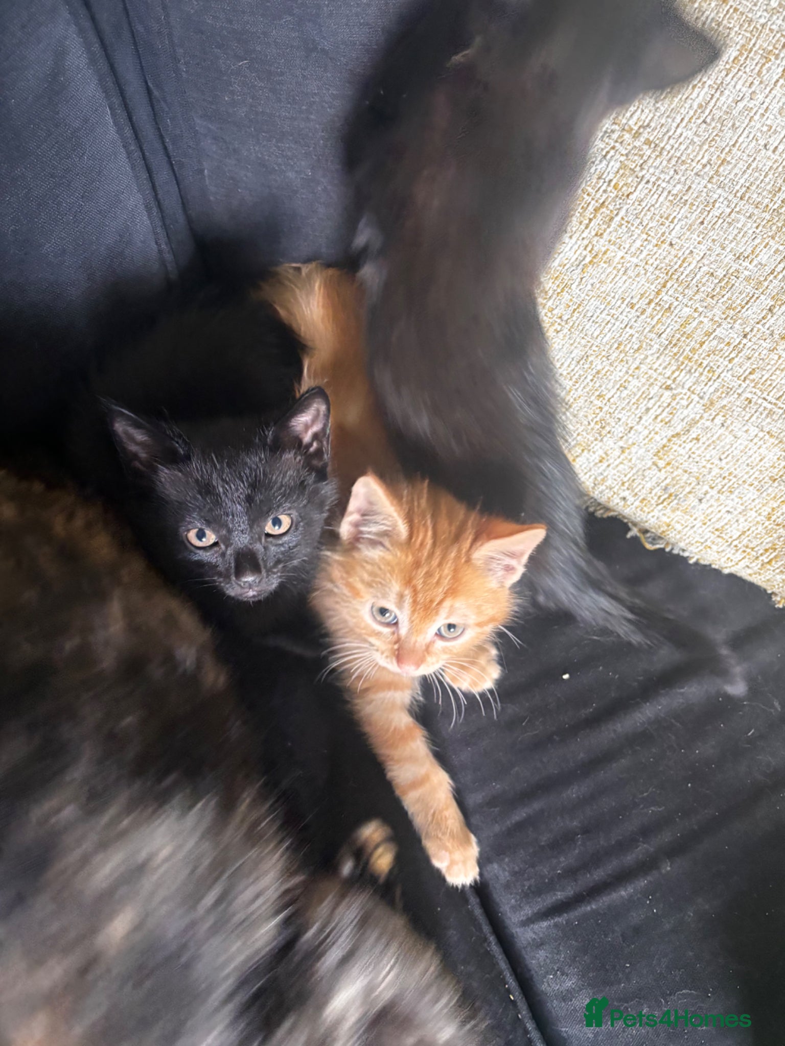 Mixed Breed cats for sale: Mixed breeed - Advert 4