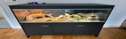 Bearded Dragon reptiles for sale: Bearded Dragon, Full Vivarium Set Up & Extras in Stockport - Advert 2