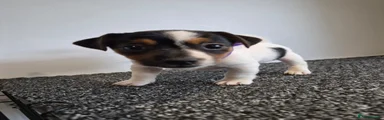 Milky way purple collar 