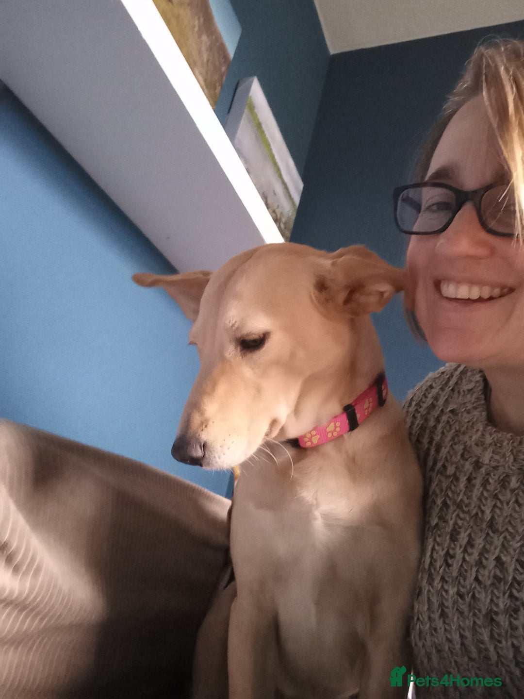 Mixed Breed dogs for adoption: Amber is looking for her forever home - Advert 11