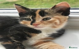 Egyptian Mau cats for sale: Adorable Calico Kitten Seeking Forever Home - Image 11