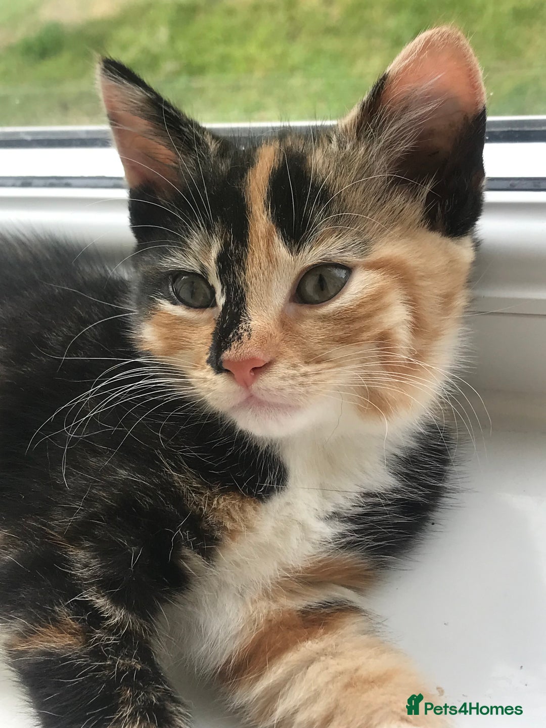 Egyptian Mau cats for sale: Adorable Calico Kitten Seeking Forever Home - Image 11