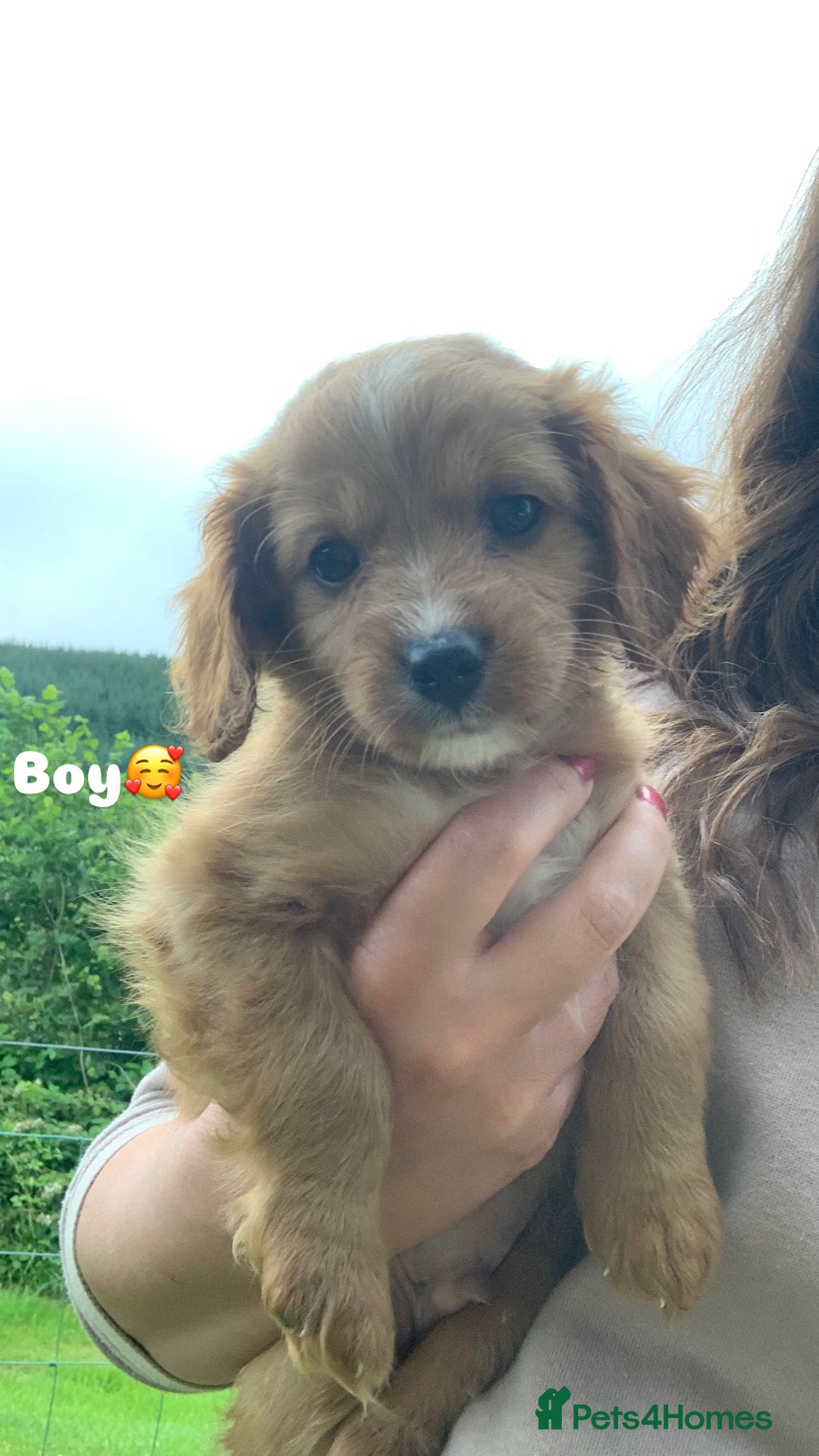 Cavapoo dogs for sale: Beautiful Cavapoo puppies  - Image 8