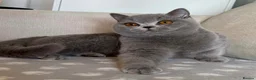 British Shorthair cats for sale: Beautiful boy & girl available  - Advert 13