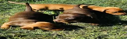 Dachshund dogs for sale: Mini Dachshund  in Bridgend - Advert 3