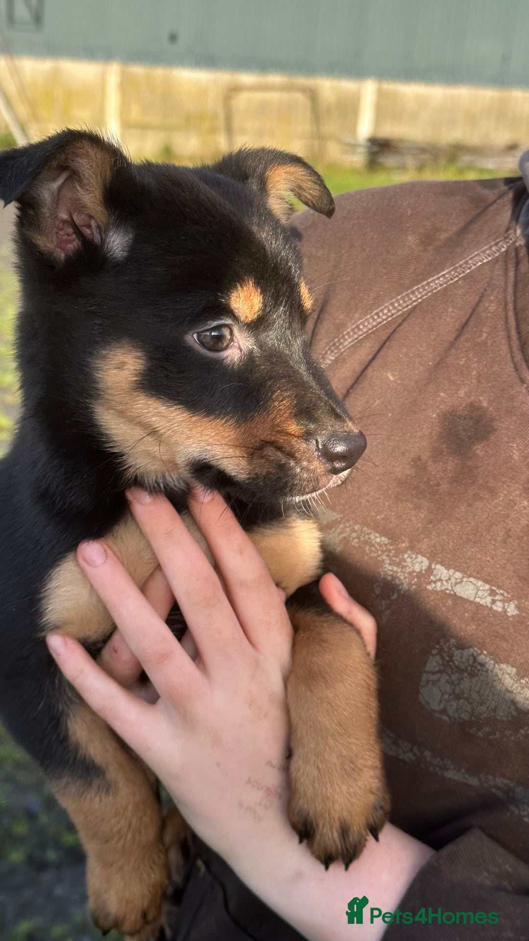 Mixed Breed dogs for sale: Kelpie x Collie puppies - Advert 10