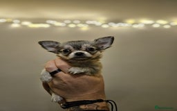Chihuahua dogs for sale: Male Puppy Long haired Fawn and Sable Chihuahuas  - Advert 6