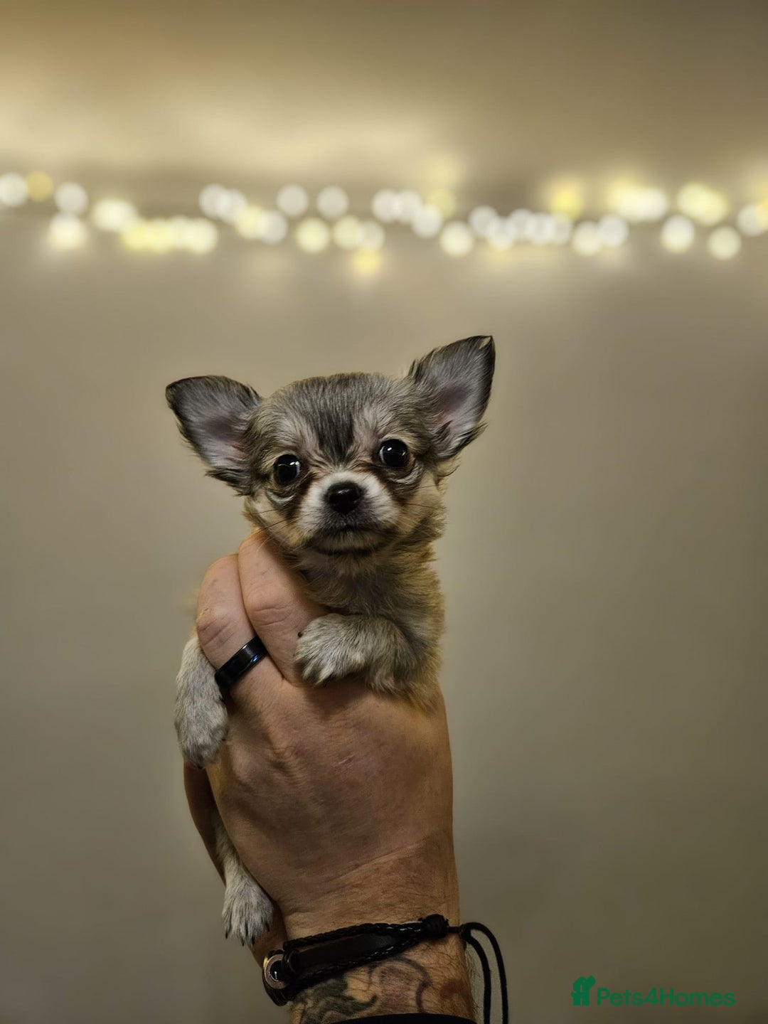 Chihuahua dogs for sale: Male Puppy Long haired Fawn and Sable Chihuahuas  - Advert 6