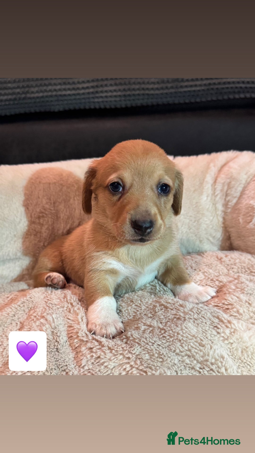 Mixed Breed dogs for sale: 💛Dorgi Puppies🤎 - Advert 15