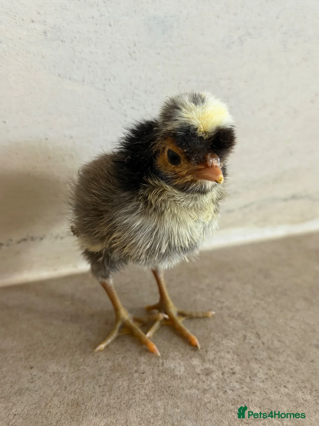 Chickens poultry for sale: Chicks for sale  - Advert 2