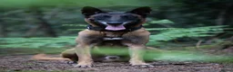 Belgian Shepherd Dog dogs for sale: Belgian Malinois available for active home  in Reading - Advert 8