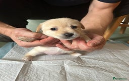 Mixed Breed dogs for sale: Puppies Jack Russel mixed breed - Image 2