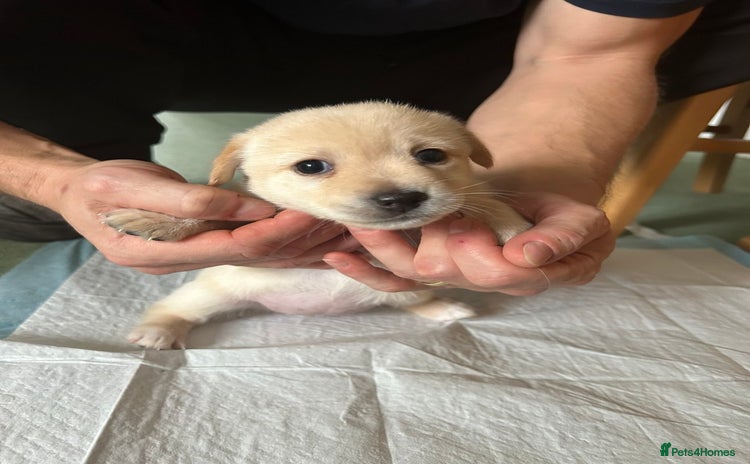 Mixed Breed dogs Puppies Jack Russel mixed breed - Advert 8