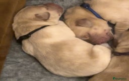 Labrador Retriever dogs for sale: 🐾 Labrador Puppies some with copper colourings 🐾 - Image 23