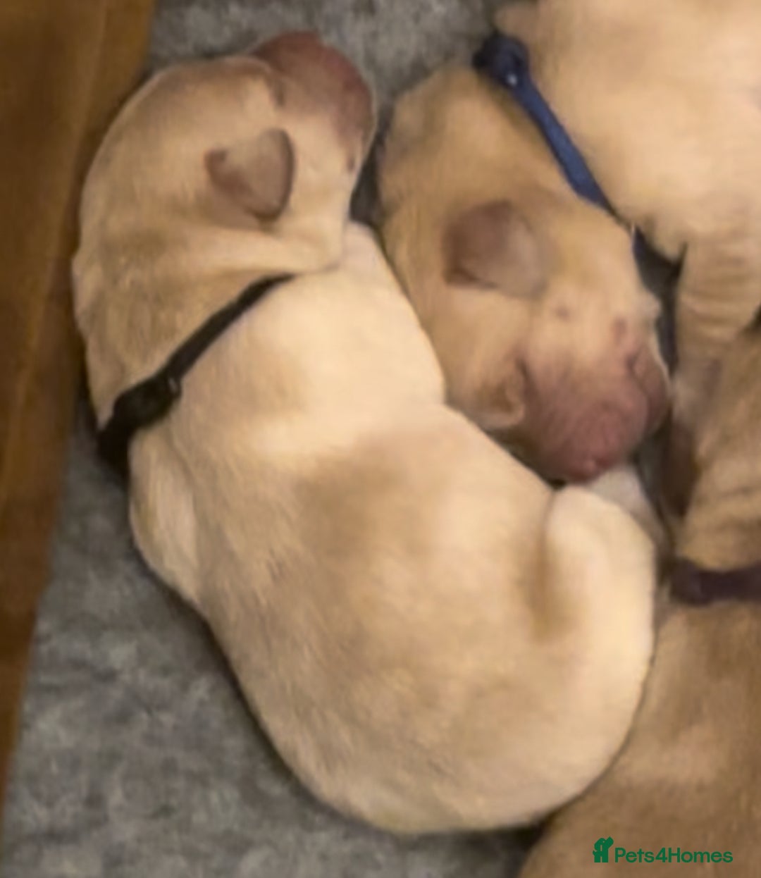 Labrador Retriever dogs for sale: 🐾 Labrador Puppies some with copper colourings 🐾 - Image 23