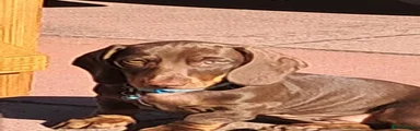 Dachshund 2