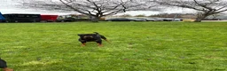 Rottweiler dogs for stud: BEAUTIFUL KC ROTTWEILER FOR STUD  - Advert 11
