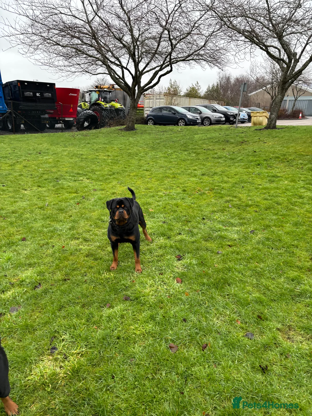 Rottweiler dogs for stud: BEAUTIFUL KC ROTTWEILER FOR STUD  - Advert 11