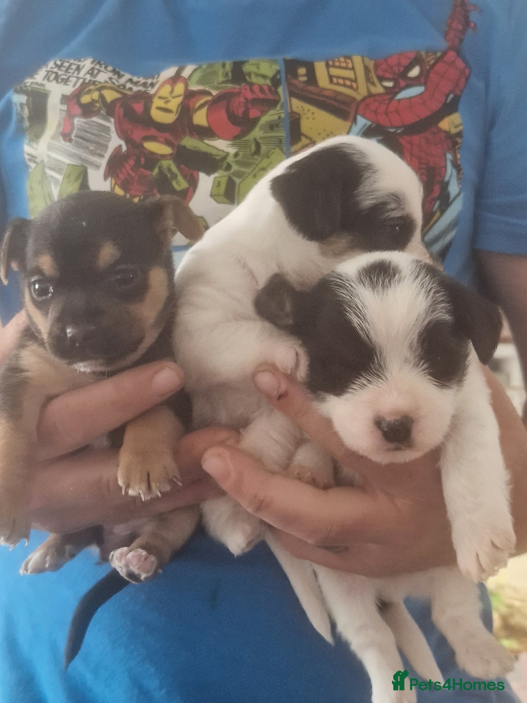 Chorkie dogs for sale: Beautiful litter - Image 2