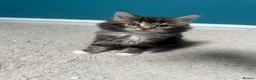 Maine Coon cats for sale: Stunning Maine Coon X Kittens! - Advert 6